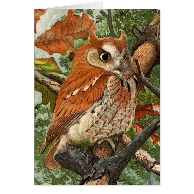 Hibou de cri strident (phase brune) (Devant)