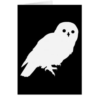 Hibou de grange blanc des meilleurs prix