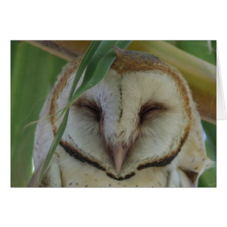 Hibou de grange - Joe Sweeney - carte