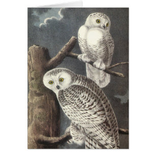 Hibou de Milou, John Audubon