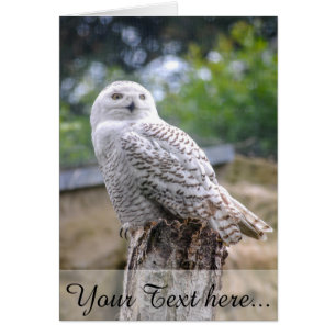 Hibou des neiges