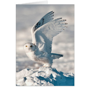 Hibou des neiges décollant de la neige