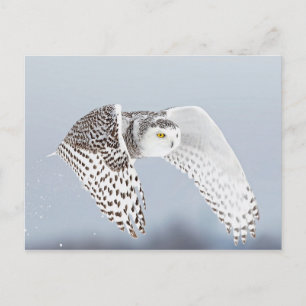 Hibou Harfang des neiges Postkarte