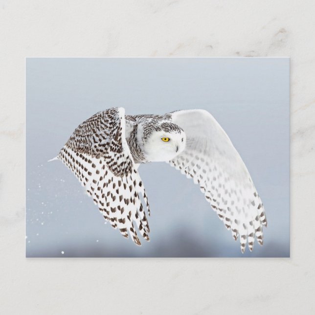 Hibou Harfang des neiges Postkarte (Vorderseite)
