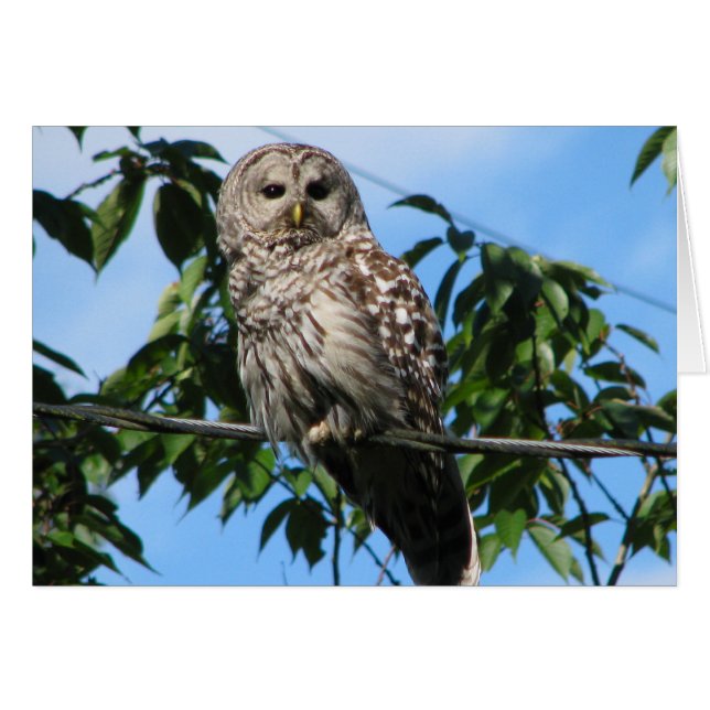 Hibou sur le fil (Devant Horizontal)