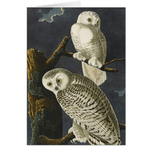 Hiboux de Milou d'Audubon
