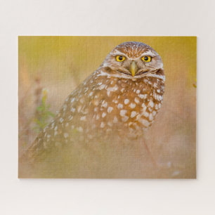 Hiboux - Oiseaux de Proie. Puzzle