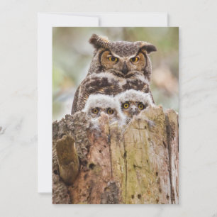 Hiboux sur un carte de remerciements