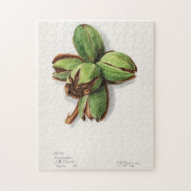 Hickory (Carya) Fruchtfarben (Vertikal)