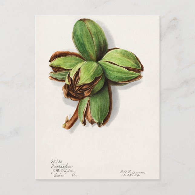 Hickory (Carya) Fruchtfarben Postkarte (Vorderseite)