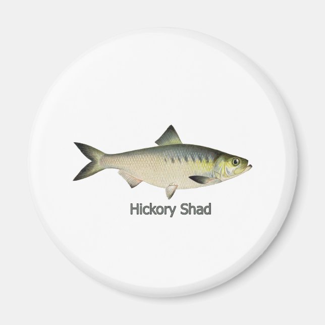 Hickory Shad Magnet (Vorne)