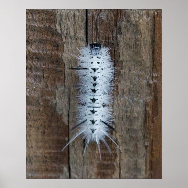 Hickory Tussock Moth Poster (Vorne)