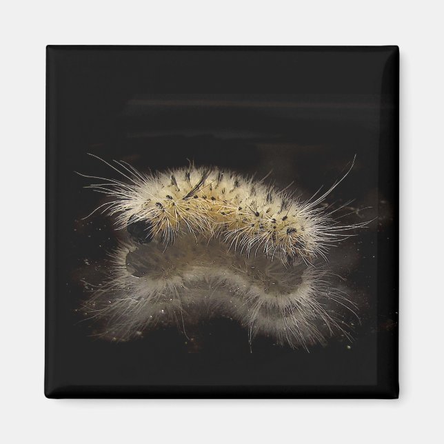 Hickory Tussock Raupe Magnet (Vorne)