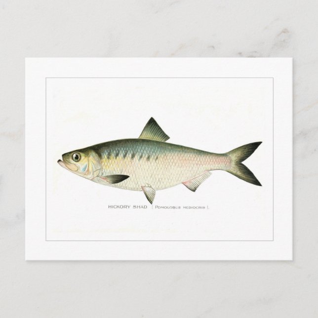 Hickoryshad Postkarte (Vorderseite)