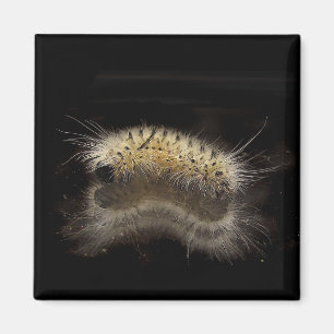 Hickorytussock-Raupe Magnet