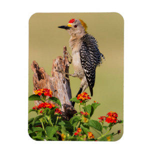 Hidalgo County, Texas. Goldstirn-Specht Magnet