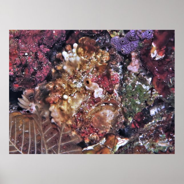 Hidden Frogfish Poster (Vorne)