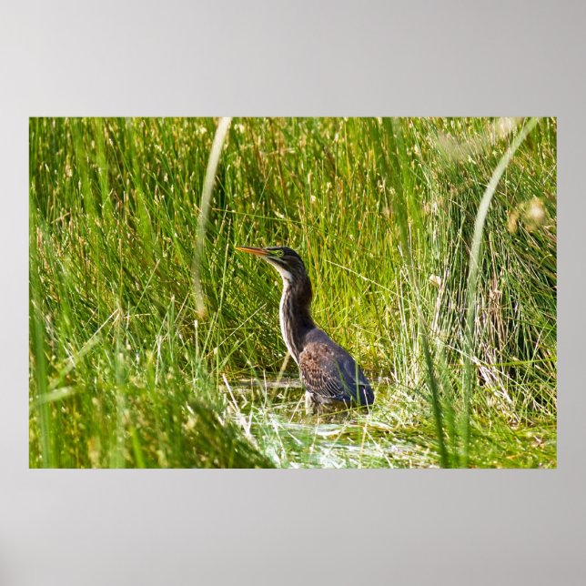 "Hidden Heron" (Landschaft) Poster (Vorne)