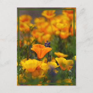 Hidden Poppy Postkarte