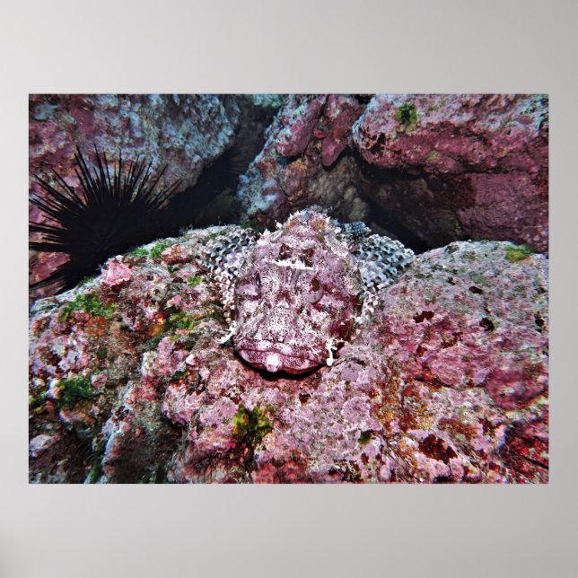 Hidden Scorpionfish Poster (Vorne)