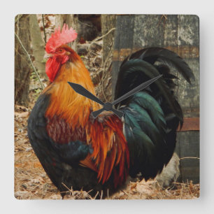 Hier kommt das Rooster Quadratische Wanduhr