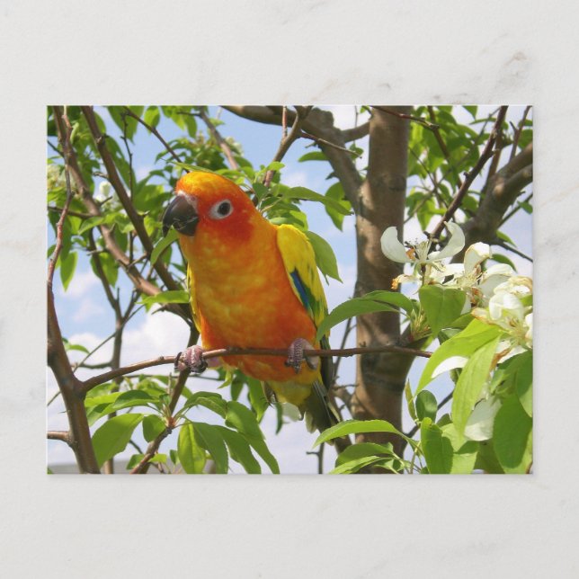 Hier Postkarte "Olivia" (Vorderseite)