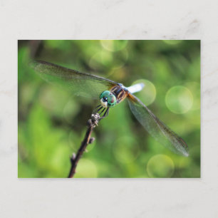 Hier sehen Sie die Libelle Postkarte