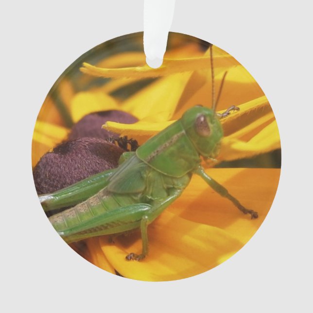 Hier sehen Sie - Grasshopper Ornament (Vorderseite)