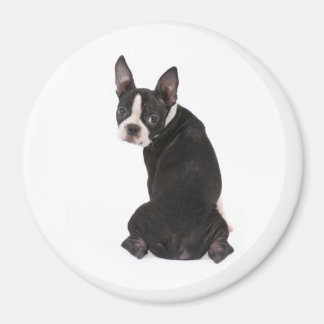 Hier sehen Sie You Boston Terrier Magnet