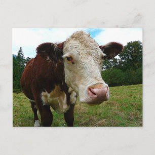 High Def Hereford Postkarte