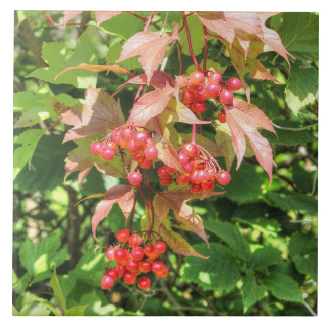 Highbush Cranberries Fliese (Vorderseite)