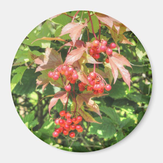 Highbush Cranberries Magnet (Vorne)