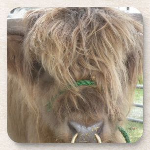 Highland Bull Untersetzer