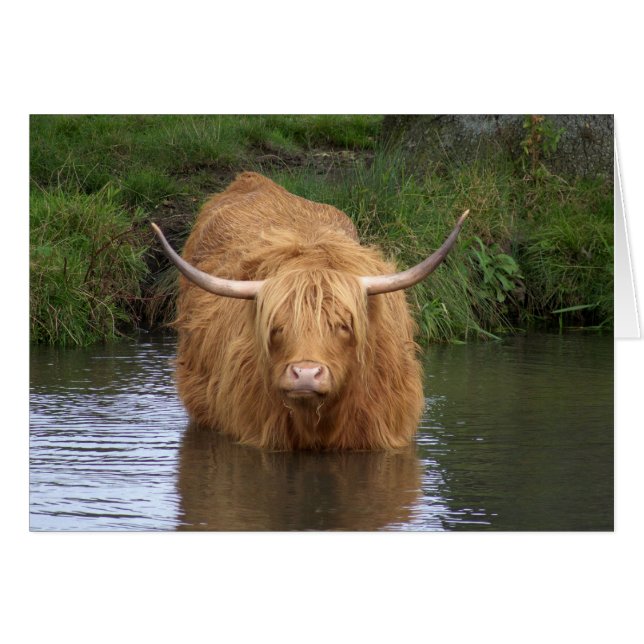 Highland Cattle (Vorderseite (Horizontal))