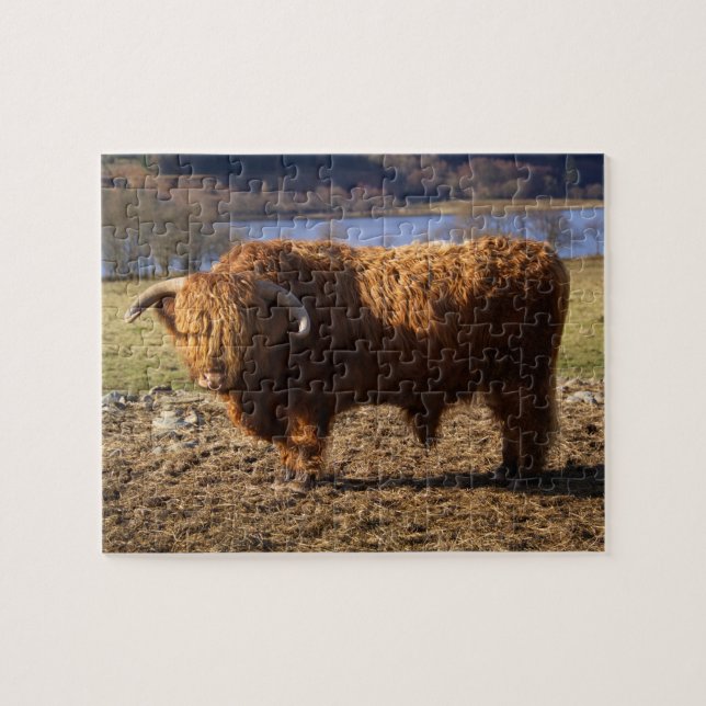 Highland Cattle Bull, Schottland (Horizontal)