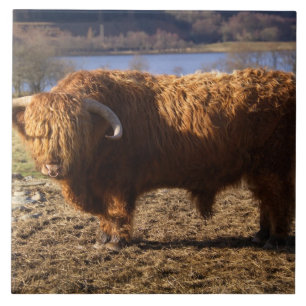Highland Cattle Bull, Schottland Fliese
