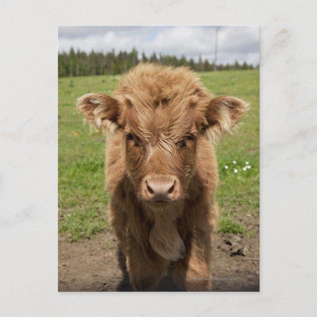 Highland Cattle calf, in der Nähe von Dufftown Postkarte (Vorderseite)