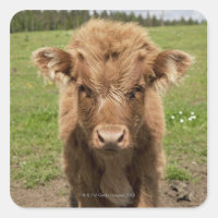 Highland Cattle calf, in der Nähe von Dufftown