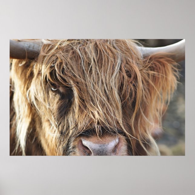 HIGHLAND CATTLE COW FACE POSTER (Vorne)