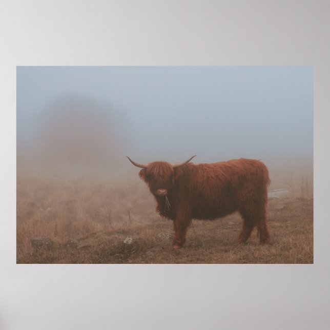 HIGHLAND CATTLE COW POSTER (Vorne)