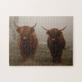 Highland Cattle Fog Foto