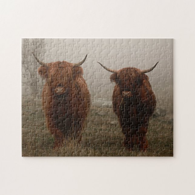 Highland Cattle Fog Foto (Horizontal)