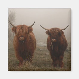 Highland Cattle Fog Foto Magnet