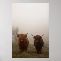 Highland Cattle Fog Foto