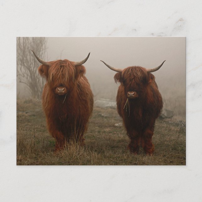 Highland Cattle Fog Photo Postkarte (Vorderseite)