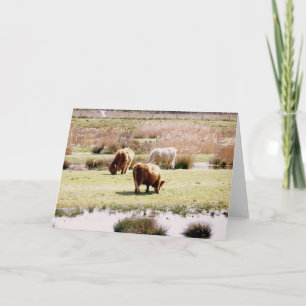 Highland Cattle Grazing Karte