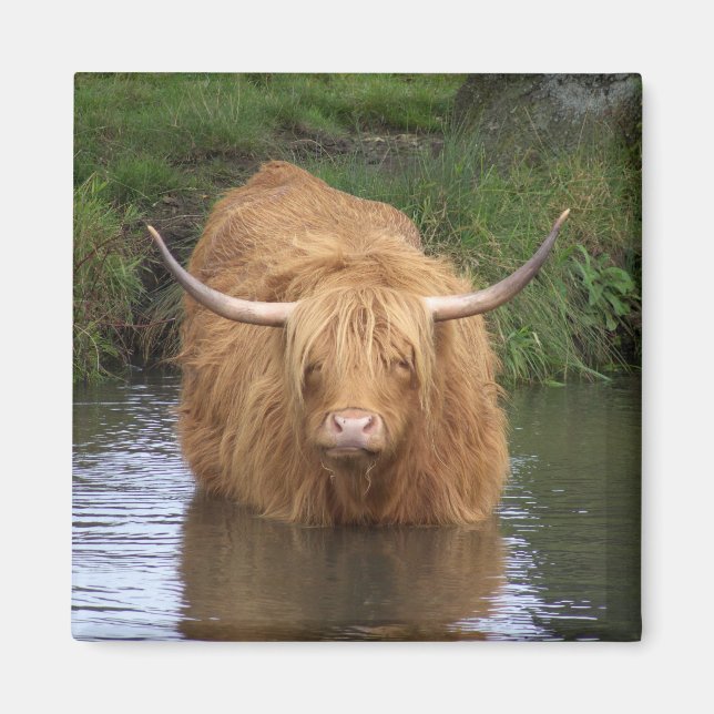 Highland Cattle Magnet (Vorne)