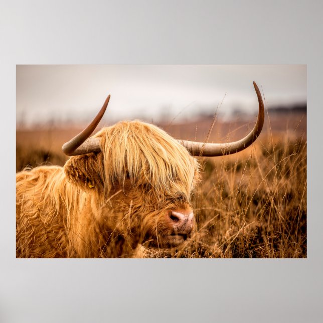 HIGHLAND CATTLE POSTER (Vorne)
