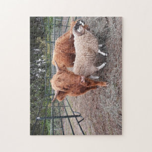 Highland Coos and Sheep Jigsaw Puzzle
