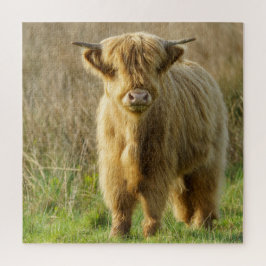 Highland Cow